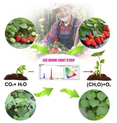 Chip LED de crecimiento azul 1W SMD 3030 440-470nm 300mA 3.0-3.4V
